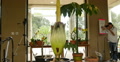 Corpse Flower 07 Carrion flower Huntington Botanical Gardens Video