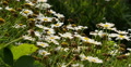 Daisy 01 White Video
