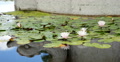 Lily Pad 01 Reflections on water Video