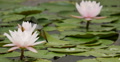 Lily Pad 04 Reflections on water Video