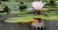 Lily Pad 05 Reflections on water Video