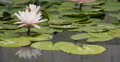 Lily Pad 06 Reflections on water Video