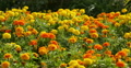 Mary Gold Flowers 03 Botanical Garden Video