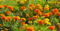 Mary Gold Flowers 07 Botanical Garden Video