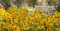 Sunflowers 06 Waving in wind Video