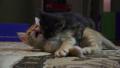 Cute Black Kitten Jumps On Orange Kitty Cat HD Video