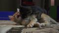 Cute Black Kitten Jumps On Orange Kitty Cat 4K Video