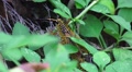 Romalea Guttata - Eastern Lubber Grasshopper Walks Thru Brush 01 HD Video