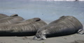 Elephant Seals 03 San Piedras Blancas rookery Simeon California Video