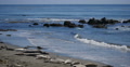Elephant Seals 07 San Piedras Blancas rookery Simeon California Video