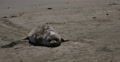 Elephant Seals 08 San Piedras Blancas rookery Simeon California Video