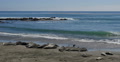 Elephant Seals 09 San Piedras Blancas rookery Simeon California Video