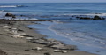 Elephant Seals 13 San Piedras Blancas rookery Simeon California Video