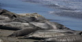 Elephant Seals 15 San Piedras Blancas rookery Simeon California Video