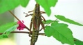 Romalea Guttata - Eastern Lubber Grasshopper Climb Tree 02 4K Video