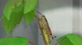 Romalea Guttata - Eastern Lubber Grasshopper Climbs Tree Infront Of Window 2 4K Video