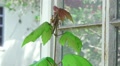 Romalea Guttata - Eastern Lubber Grasshopper On Tree Next To Window 01 HD Video