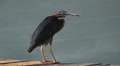 Heron Bird With Red Spot And Yellow Legs On Peir By Water- Flys Away HD Video