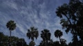Silhouette Palm Trees And Clouds In The Sky 1080P Time Lapse Video