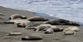 4K Elephant Seals 01 San Piedras Blancas rookery Simeon California Video