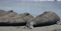 4K Elephant Seals 03 San Piedras Blancas rookery Simeon California Video
