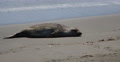 4K Elephant Seals 04 San Piedras Blancas rookery Simeon California Video