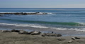4K Elephant Seals 09 San Piedras Blancas rookery Simeon California Video