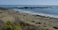 4K Elephant Seals 11 San Piedras Blancas rookery Simeon California Video