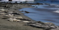 4K Elephant Seals 14 San Piedras Blancas rookery Simeon California Video