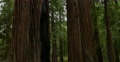 4K Redwood Forest Dolly 01 Big Sur California Video