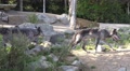 4k Eastern Timber Wolves exploring terrain in rocky hills landscape Video