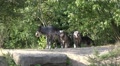 Low angle Eastern Timber Wolves pack appear in rocky hills Video