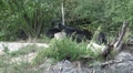 Zoom and low angle Eastern Timber Wolves pack in rocky hills Video