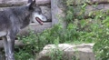 Eastern Timber Wolf closeup in rocky landscape Video