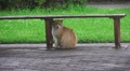 Orange Stray Cat Under Park Bench To Shelter From Rain Fussa Tokyo HD Video