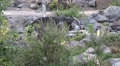 Eastern Timber Wolves pack and Caribous in rocky hills landscape Video
