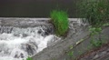 Rushing Water Flows Patch Of Grass In The Hirai-gawa River Tokyo 4K Video