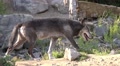 Eastern Timber Wolf closeup low angle in rocky hills landscape Video