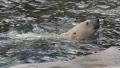 Polar Bear swimming and diving in water near rock Video