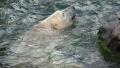 4k Polar Bear swimming at rocks very closeup in rough water Video