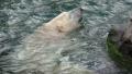 Polar Bear swimming at rocks very closeup in rough water Video
