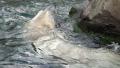 4k Polar Bear slow motion very closeup swimming around rock Video