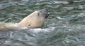 Swimming Polar Bear very close up Video