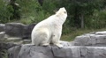 4k Polar Bear action jumping from rock into water Video