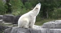 4k Polar Bear slow motion action jumping into water Video