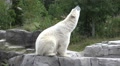 Polar Bear slow motion action jumping into water Video