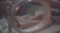 Baby Infant Panda In Nursery Incubator Is Handled By Scientist 4K Video