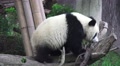 Little Panda Bear On Wood Log In Forest HD Video