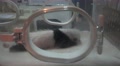Fuzzy Baby Infant Panda In Nursery Incubator 4K Video