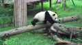 Little Panda Bear Walks Across Wooden Log 4K Video